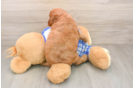 Popular Cavapoo Poodle Mix Pup