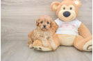 Cavapoo Puppy for Adoption