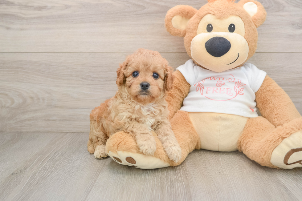 Cavapoo Puppy for Adoption