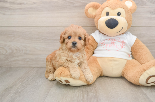 Cavapoo Puppy for Adoption