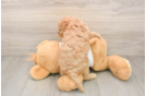 Cavapoo Puppy for Adoption