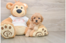 Energetic Cavoodle Poodle Mix Puppy