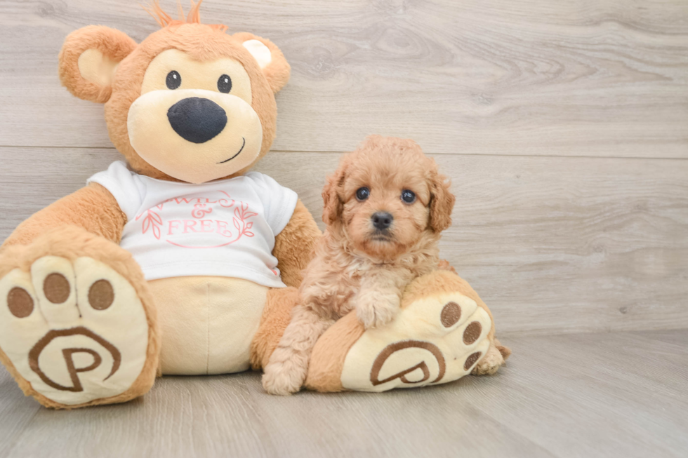 Energetic Cavoodle Poodle Mix Puppy