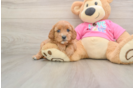 Small Cavapoo Baby