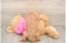 Petite Cavapoo Poodle Mix Pup
