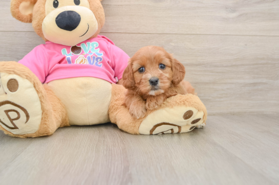 Best Cavapoo Baby