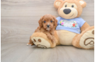 Smart Cavapoo Poodle Mix Pup