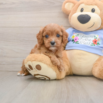 Smart Cavapoo Poodle Mix Pup