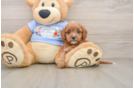 Best Cavapoo Baby