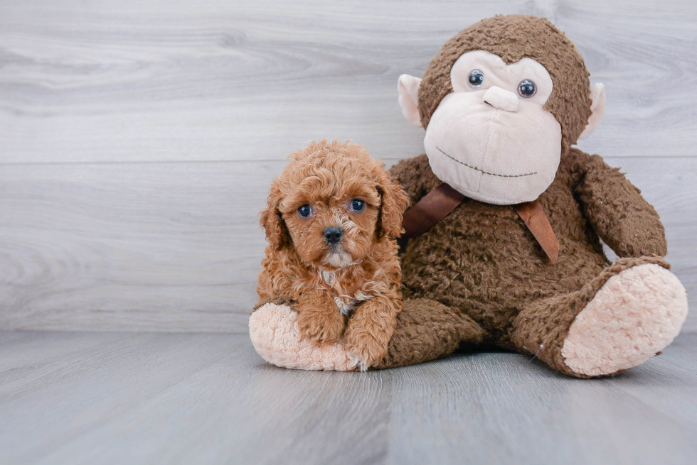 Fluffy Cavapoo Poodle Mix Pup