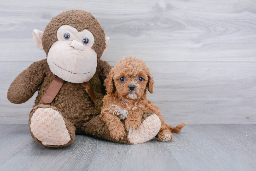 Happy Cavapoo Baby