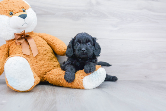 Energetic Cavoodle Poodle Mix Puppy