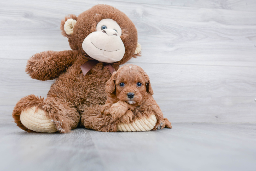 Cavapoo Puppy for Adoption