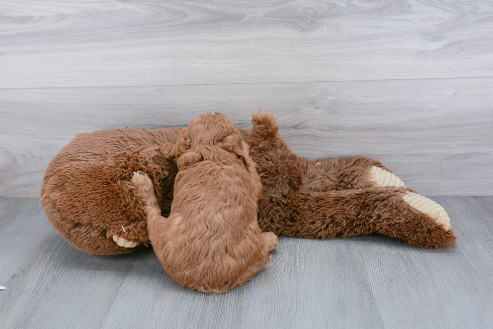 Energetic Cavoodle Poodle Mix Puppy