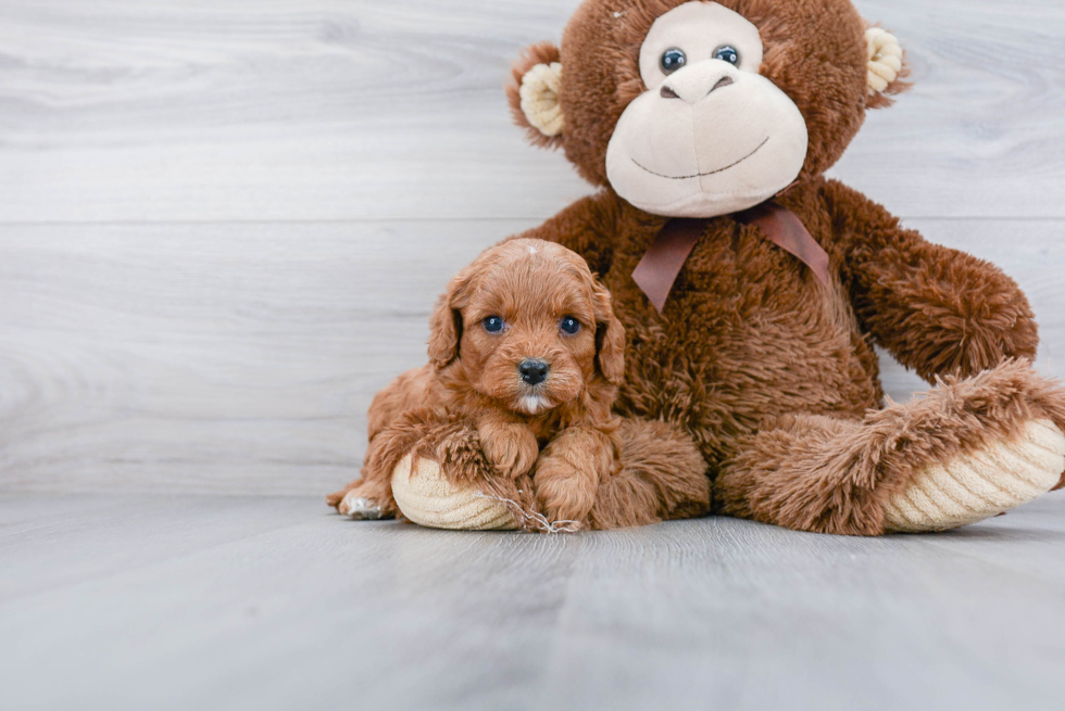 Fluffy Cavapoo Poodle Mix Pup