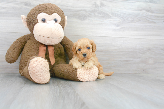 Happy Cavapoo Baby