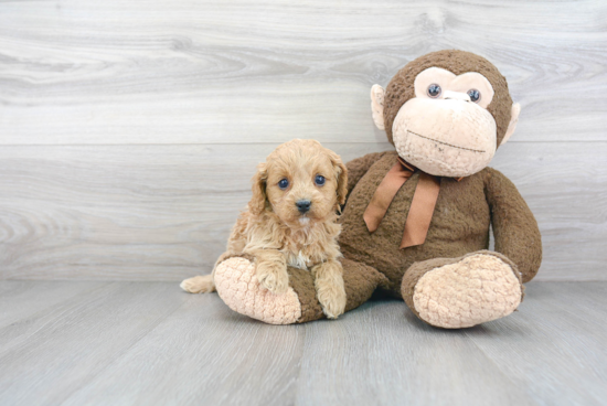 Smart Cavapoo Poodle Mix Pup