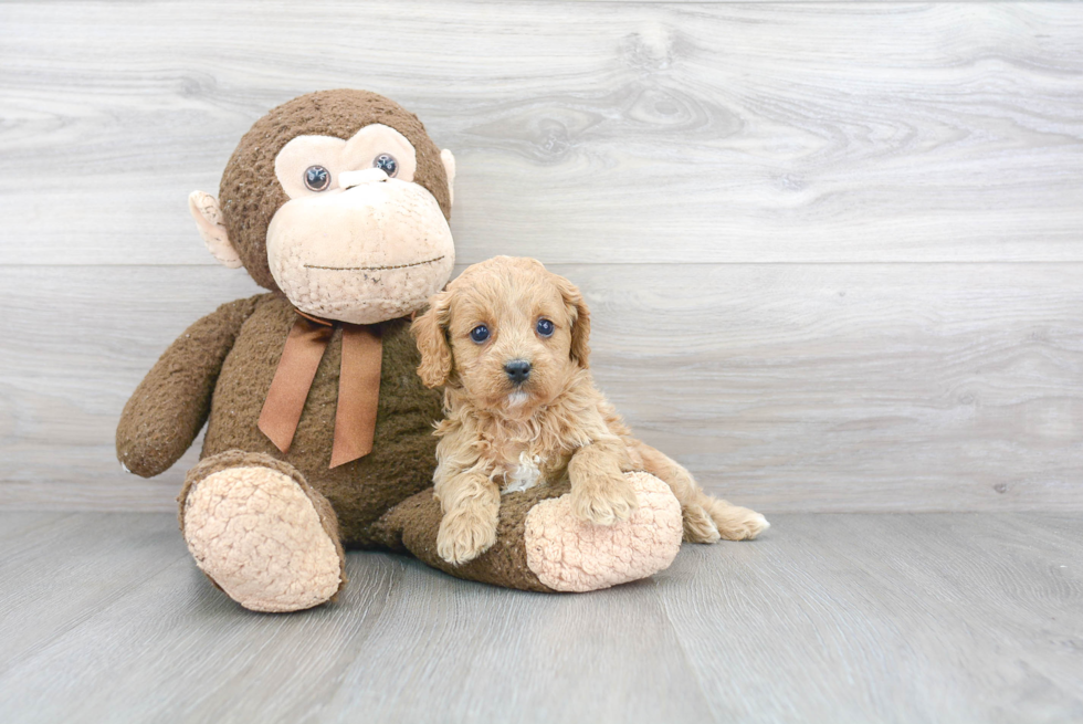 Cavapoo Puppy for Adoption