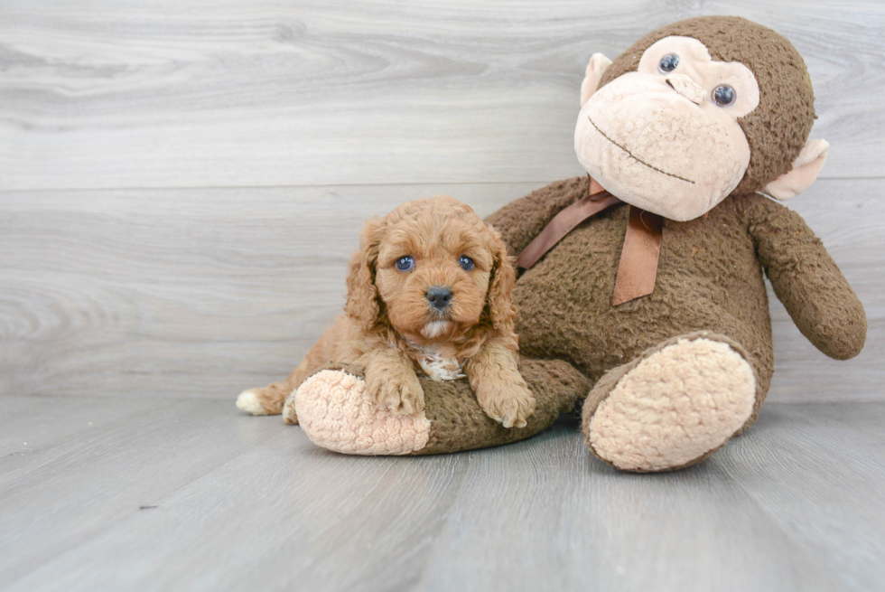 Cavapoo Puppy for Adoption