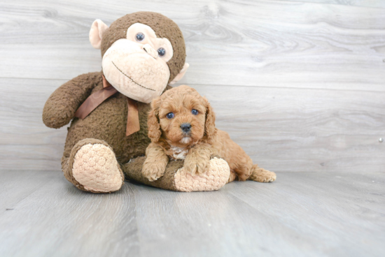 Cavapoo Pup Being Cute