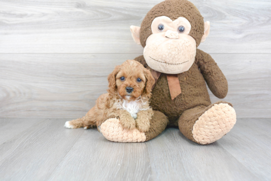 Best Cavapoo Baby