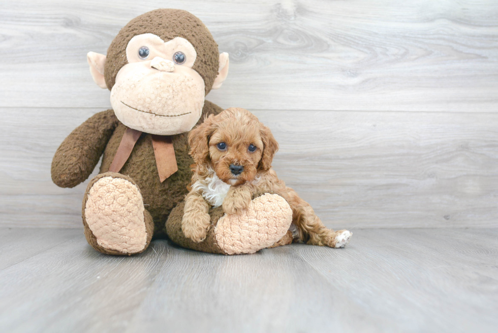 Best Cavapoo Baby