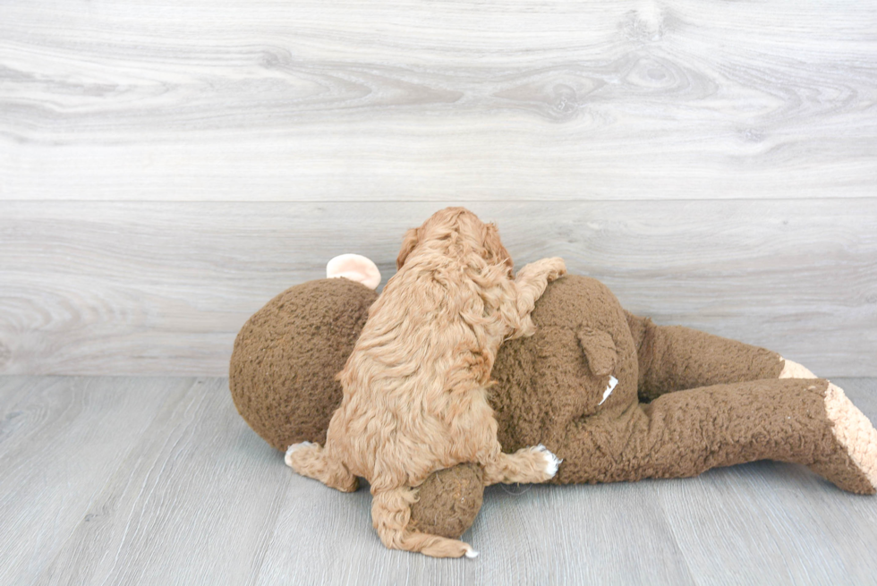 Cavapoo Pup Being Cute