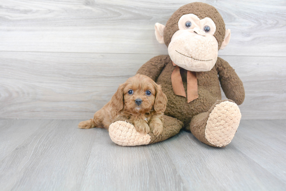 Best Cavapoo Baby