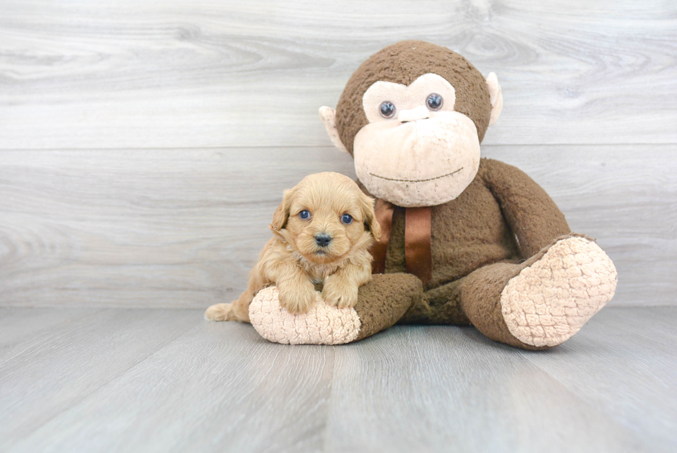 Best Cavapoo Baby