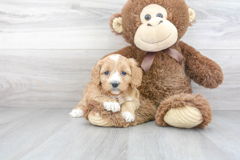 Best Cavapoo Baby