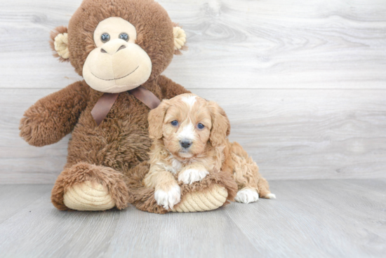 Fluffy Cavapoo Poodle Mix Pup