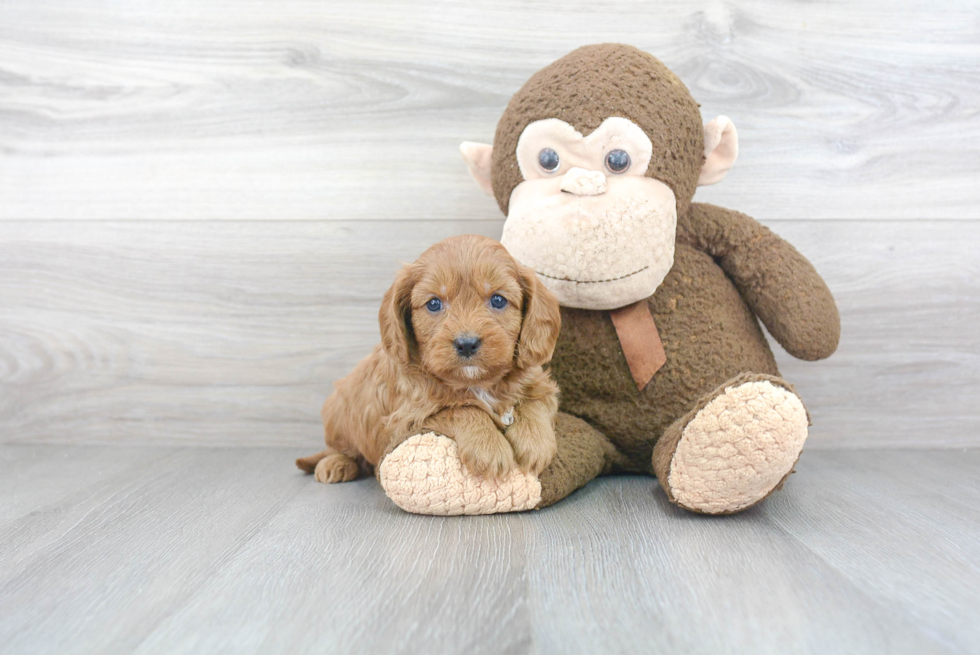 Cavapoo Pup Being Cute