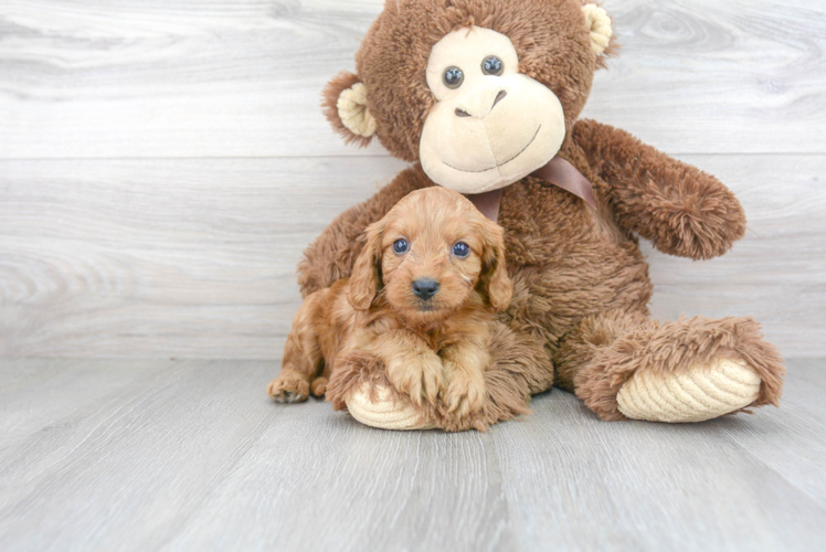 Cavapoo Pup Being Cute
