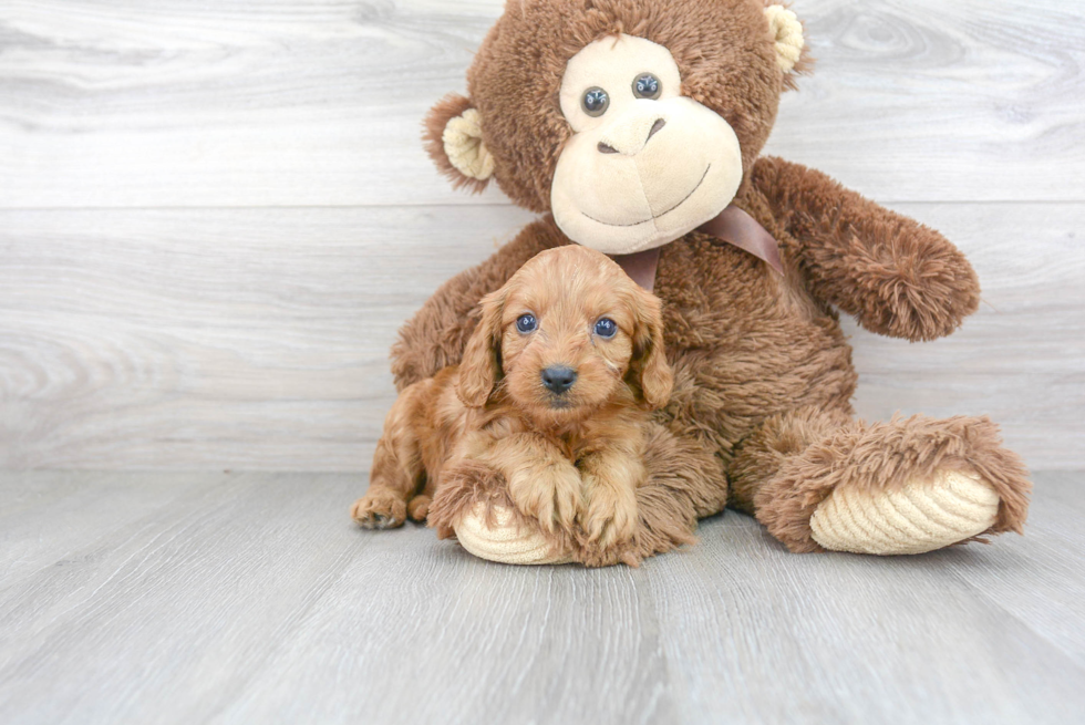 Cavapoo Pup Being Cute