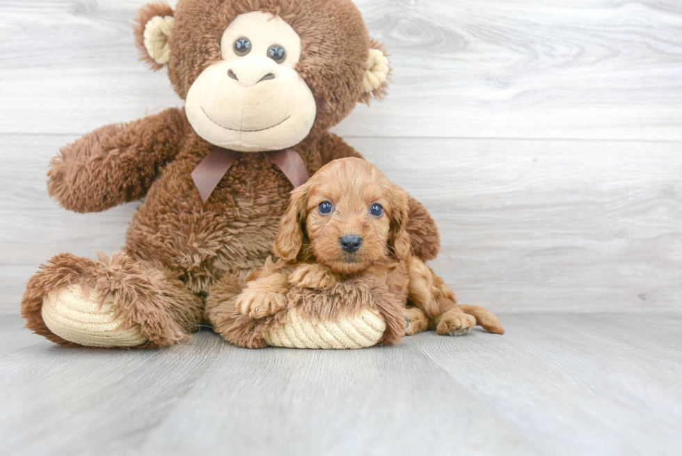 Energetic Cavoodle Poodle Mix Puppy