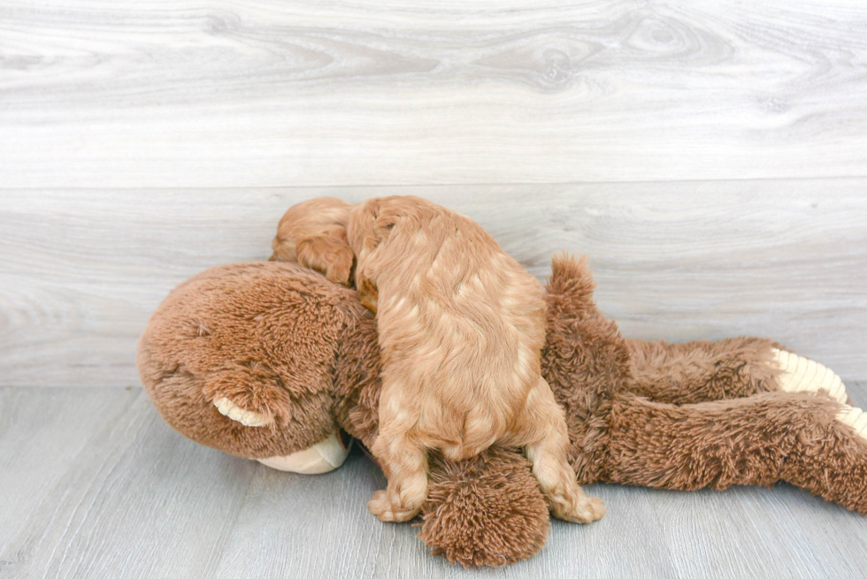 Best Cavapoo Baby