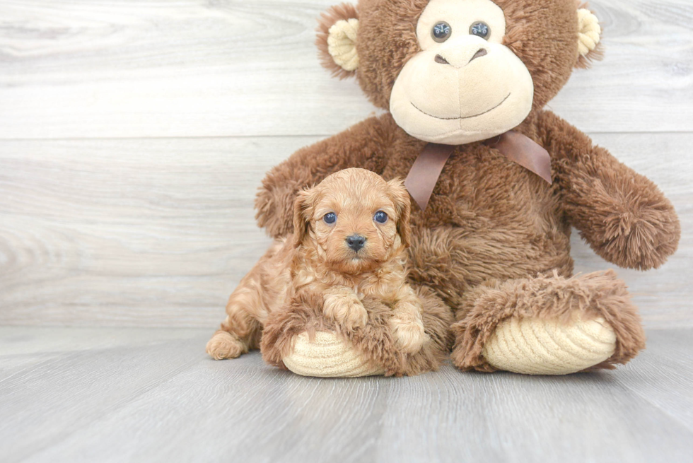 Fluffy Cavapoo Poodle Mix Pup