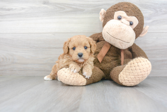 Petite Cavapoo Poodle Mix Pup