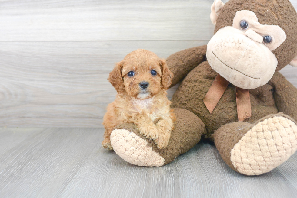 Funny Cavapoo Poodle Mix Pup