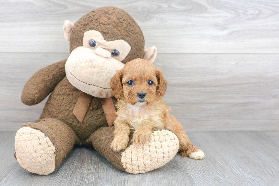 Adorable Cavoodle Poodle Mix Puppy