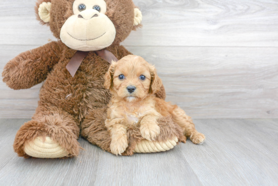 Sweet Cavapoo Baby