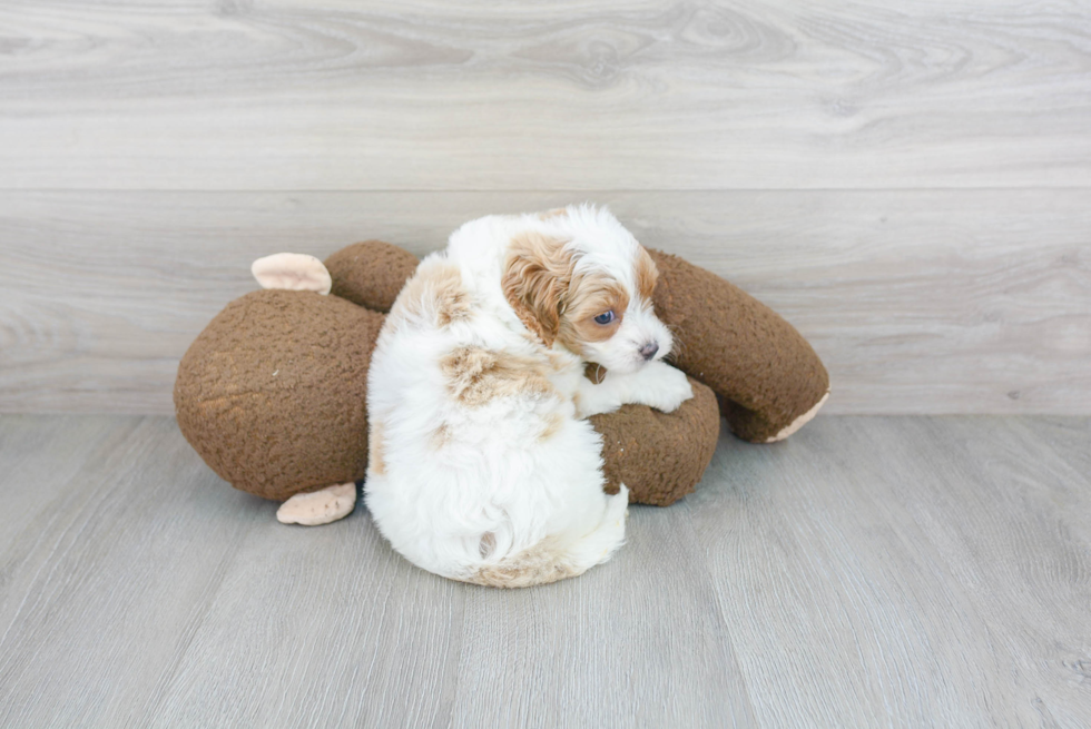 Little Cavoodle Poodle Mix Puppy