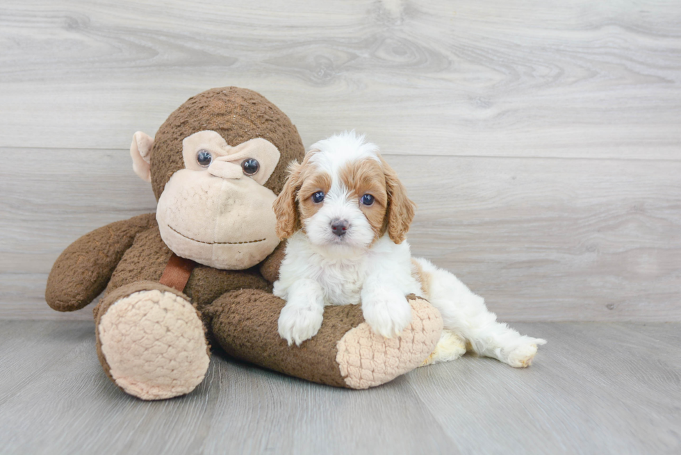 Best Cavapoo Baby