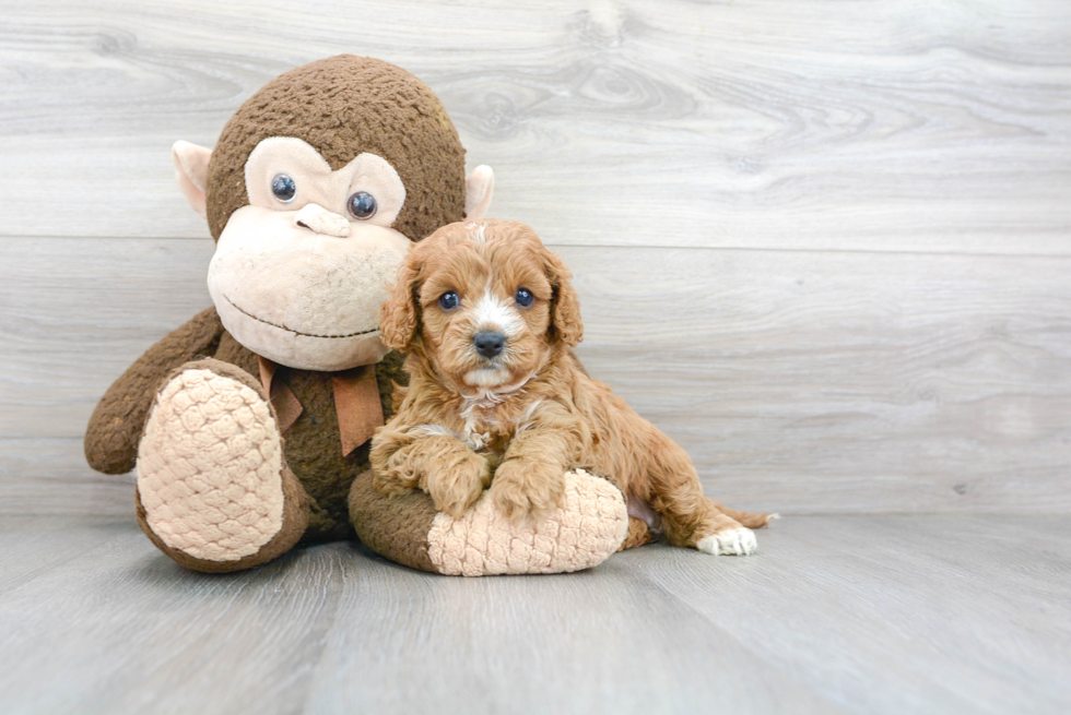 Fluffy Cavapoo Poodle Mix Pup