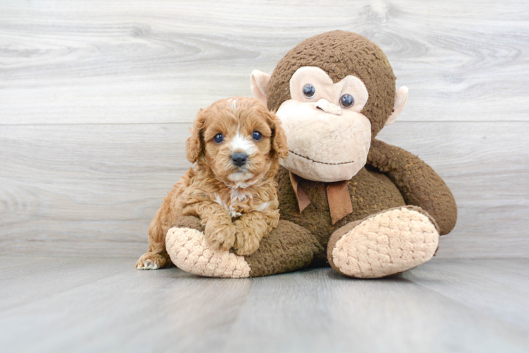 Cavapoo Puppy for Adoption