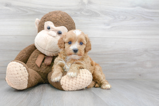 Best Cavapoo Baby