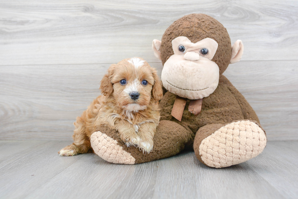 Cavapoo Pup Being Cute