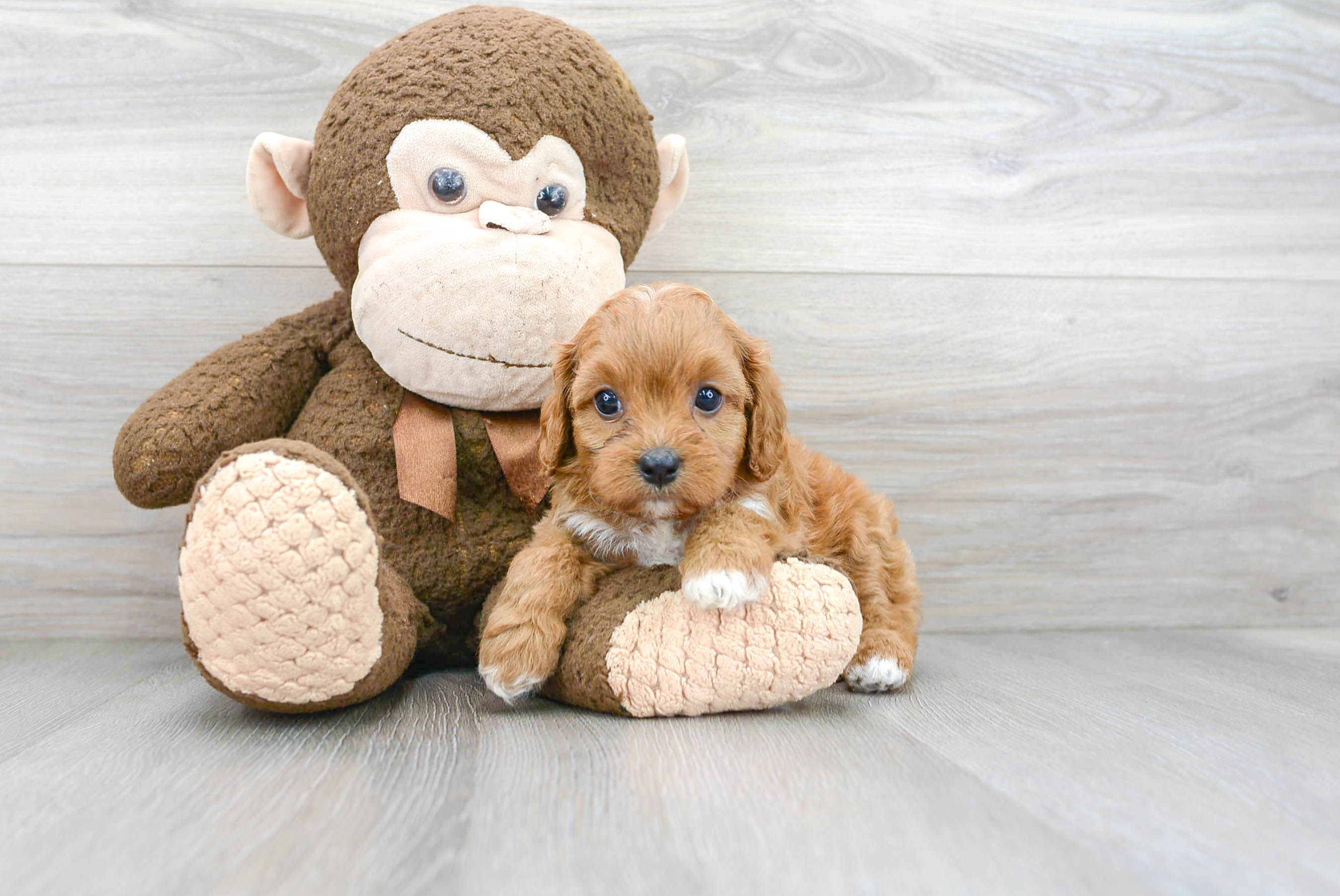 Cavapoo Puppy for Adoption