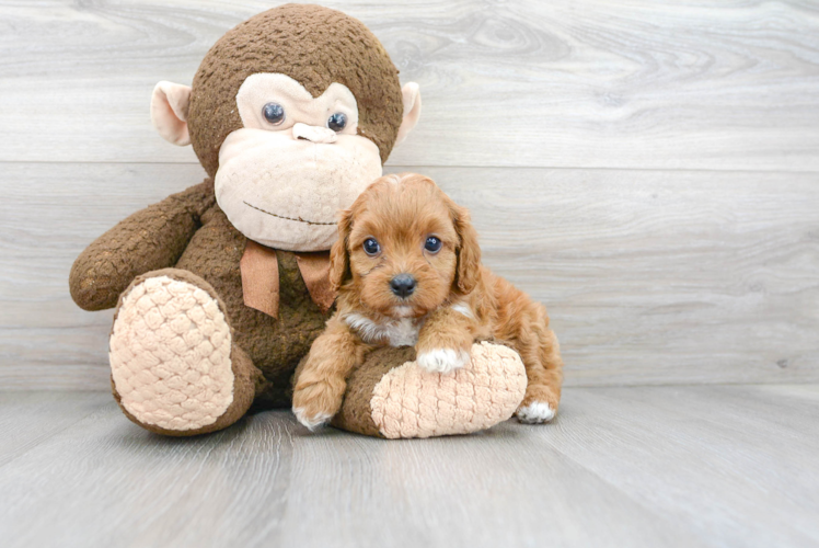 Cavapoo Puppy for Adoption