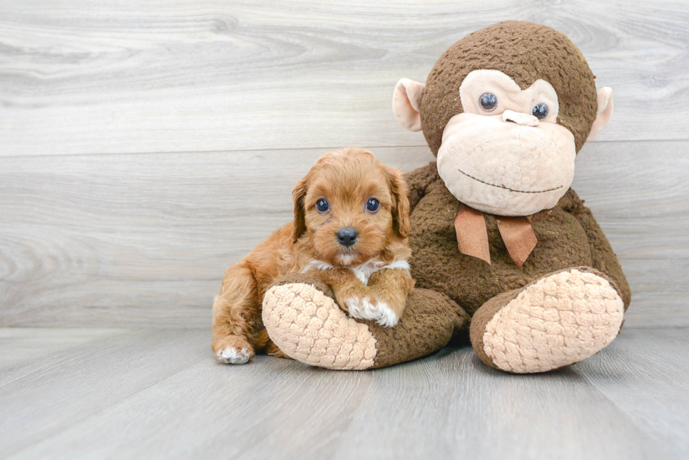 Best Cavapoo Baby